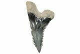 Snaggletooth Shark (Hemipristis) Tooth - South Carolina #270031-1
